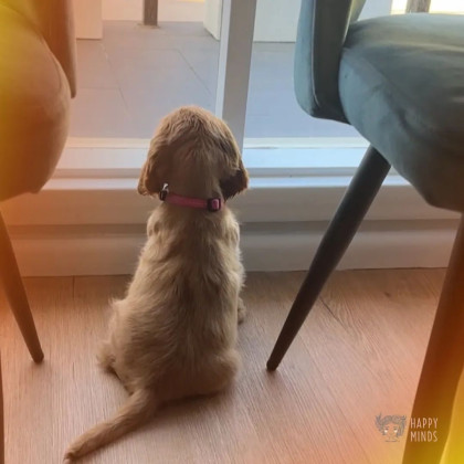 therapy dog joins geelong psychology team