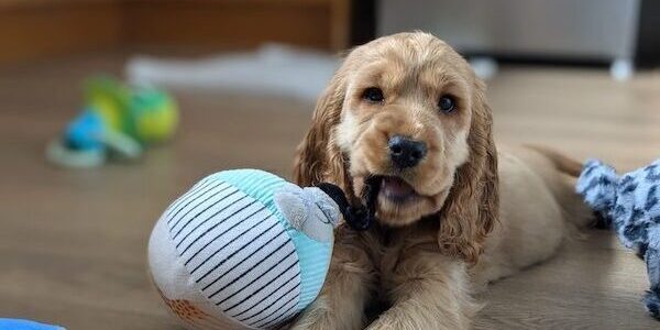 geelong-therapy-dog-in-session